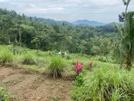 Tanah murah 1 ha bumijawa guci dekat slawi tegal brebes kab