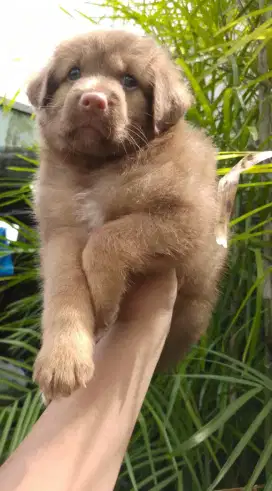 Anakan anjing jumbo istimewa golden mixbreed siberian husky jantan
