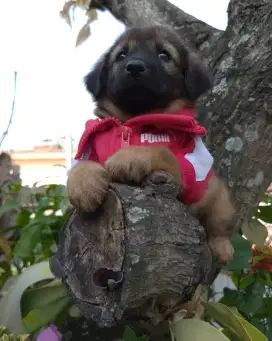 Anakan anjing gembala lucu gemuk golden mixbreed herder istimewa