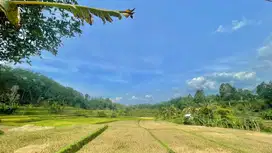 Dijual Murah Tanah Kebun Pinggir Sawah di Pangkalan Bojong Purwakarta