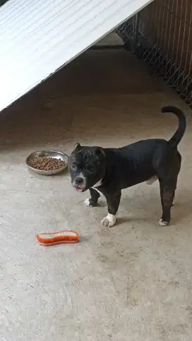 Anjing Breed American Bully
