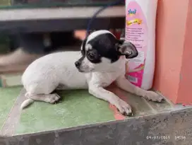 Anakan cihuahua betina