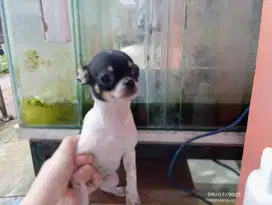 Anakan Cihuahua betina