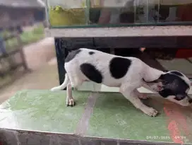 Cihuahua betina  non STB