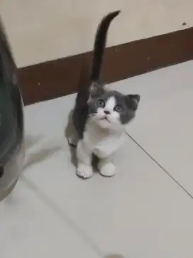 Munchkin Scottish fold
