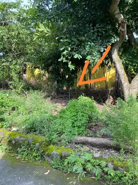Tanah Pekarangan Bagus Murah di Kalasan Sleman  TP 006