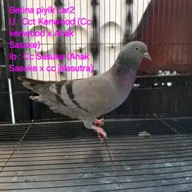 Burung merpati dara trah