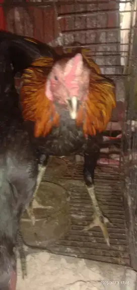 Ayam kampung pejantan