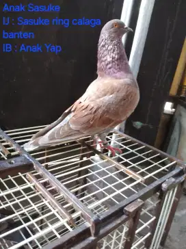 Burung Merpati Dara Trah