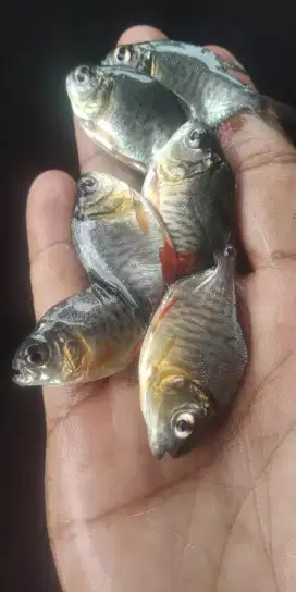 Bibit ikan air tawar