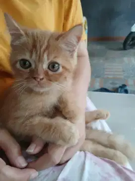 Kucing persia short hair flatnose