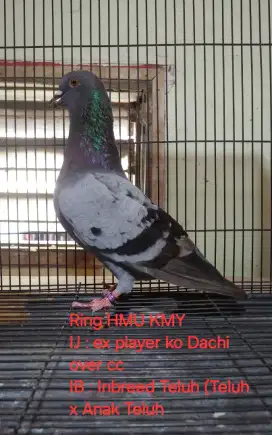 Burung merpati dara trah
