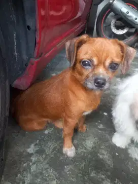 ANJING SHITZHU MIX POM