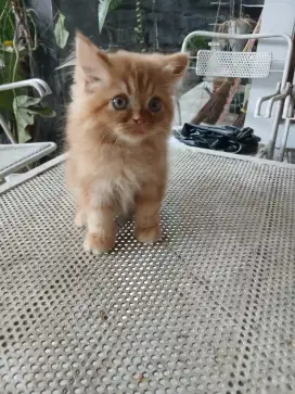 Kucing Persia longhair flatnose