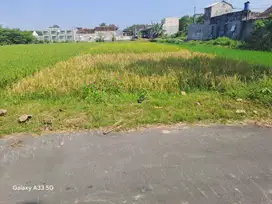 Tanah Sawah Bagus Murah di Kalasan Sleman Yogyakarta TS 002