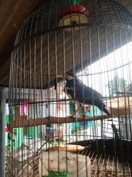 Jalak Suren Sehat