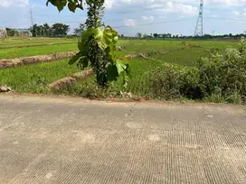 Tanah Super Datar 3889m² Sambirejo Sragen