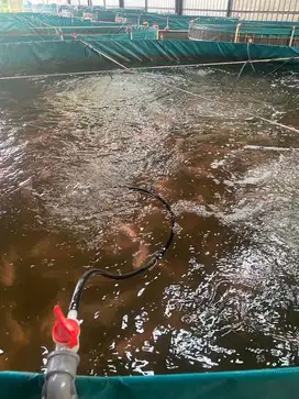 pengurus / kenek ikan Nila