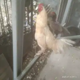 ayam jago putih bangkok x kampung