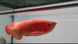 ikan arowana, arwana super red 50cm