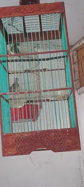 Burung ciwah purtotal