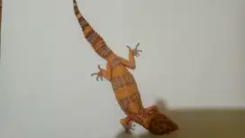 Leopard gecko male warnanya cerah