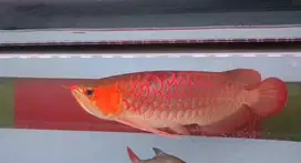 ikan arowana, arwana super red 50cm merona
