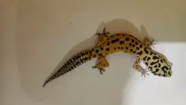Leopard gecko male