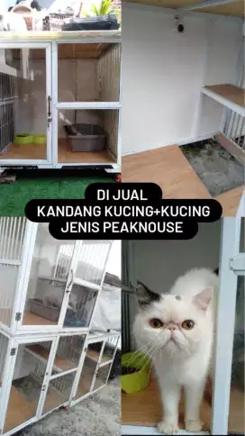BORONGAN MURAH Indukan Proven peak exo plus kandang 4pc