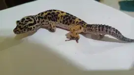 Leopard gecko male
