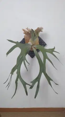 Tanaman Tanduk Rusa ( Platycerium Willinckii  )