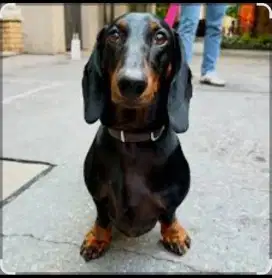 Anjing tekel borongan
