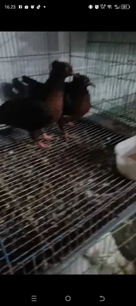 Merpati hias arcangel remaja