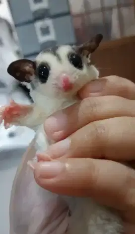 Sugar Glider Joey Mozaik het cremino ph leucistik