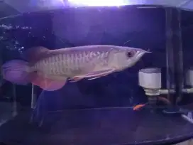 Arwan golden red