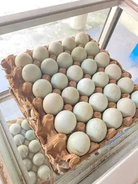 Telur bebek Ecer & Grosir