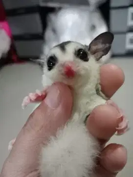 Sugar Glider Joey Mozaik Het Cremino Ph Leucistik