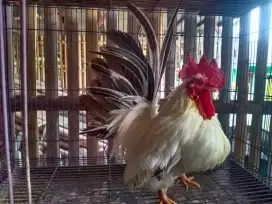 Ayam Kate Chabo