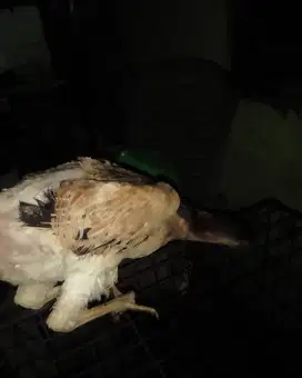 Ayam betina shamo x assel