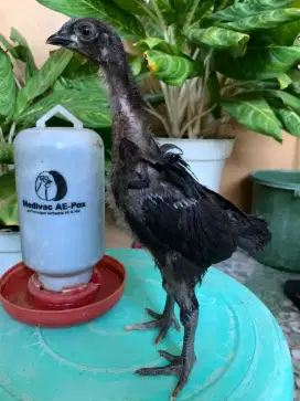 Ayam pelung 1 bulan lebih. Sepasang 200.000