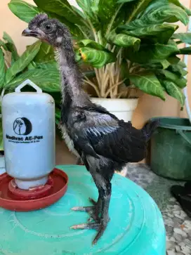 Ayam pelung 1 bulan lebih. Sepasang 200.000