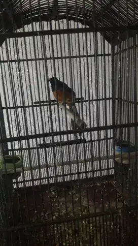 Burung murai batu jantan
