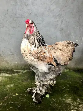 Ayam brahma jantan