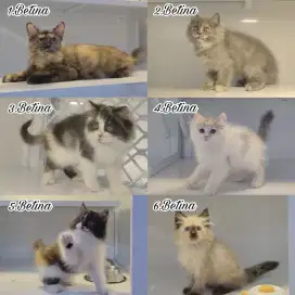 kucing kitten persia ragdoll himalaya mainecoon anggora munchkin