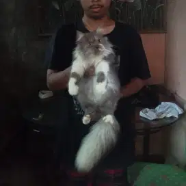 Kucing kitten persia female