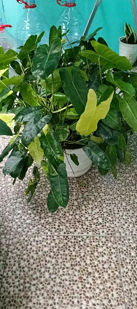 Varigata Rumpun Besar 60cm