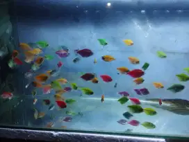 100 ekor Ikan hias glowfish cuma 190 k aj