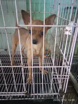 Jual anjing mini pinchir
