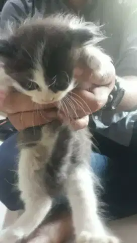 Adopsi Kucing persia long hair