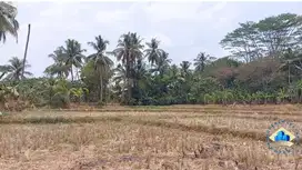Jual Tanah Di Jalan Raya Citeras, Rangkas Bintung - Lebak, Banten